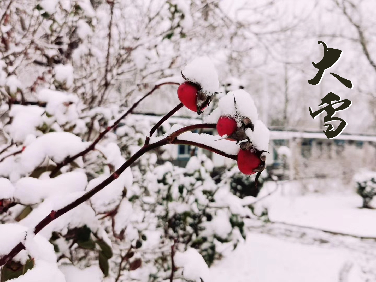 大雪 ▎萬象曉一色，皓然天地中