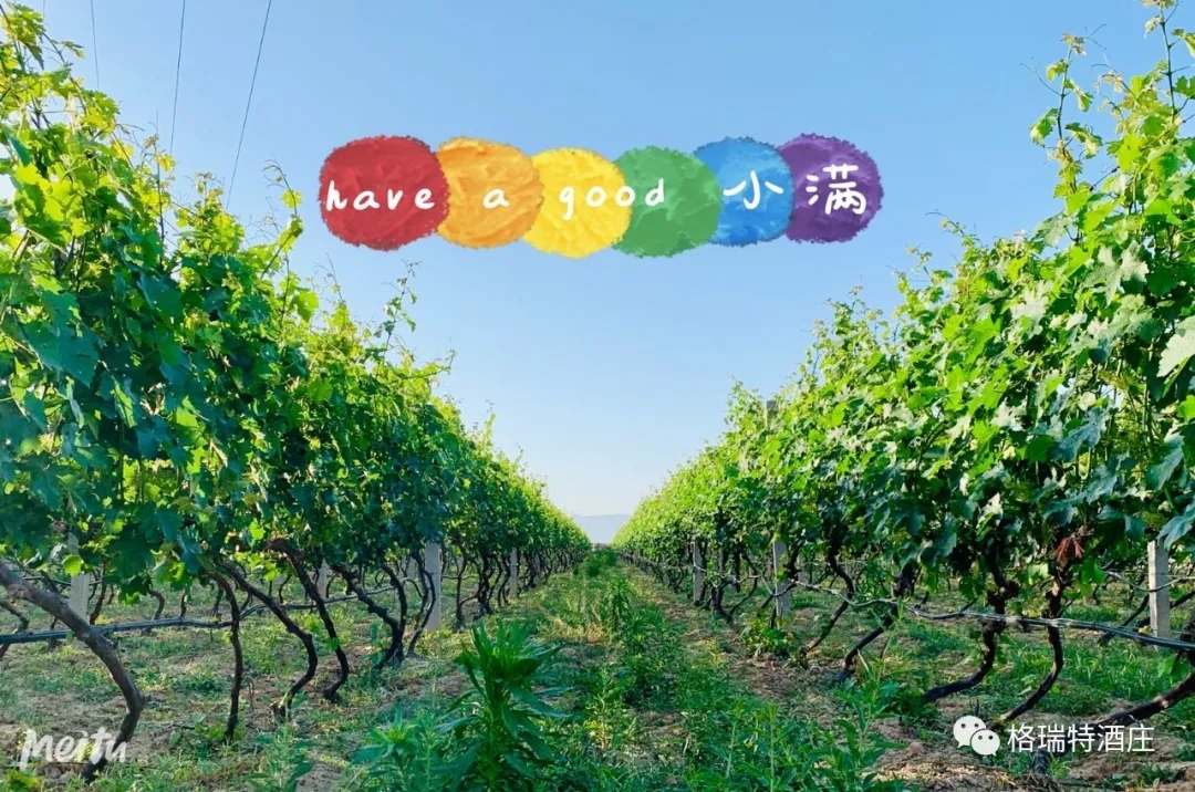 記錄小滿時(shí)節(jié)的酒莊、怎一美字了得！