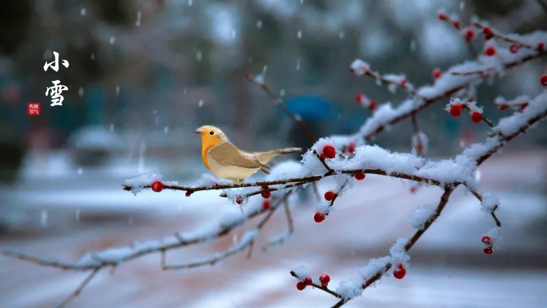 小雪 ▎等一地雪白，與歲月慢酌