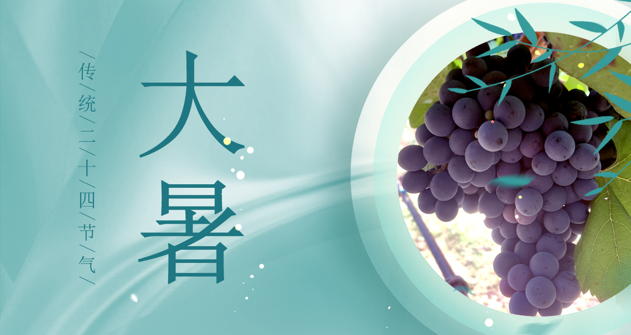 大暑 ▎時(shí)夏三伏盛，葡萄綴滿天