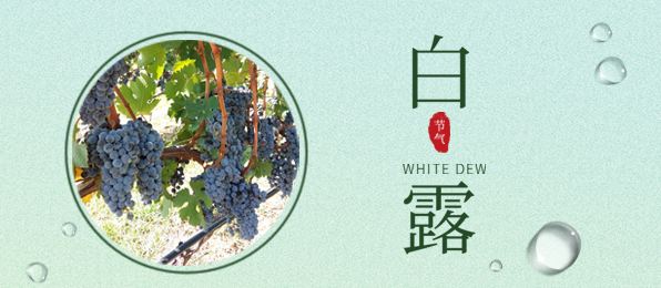 白露 ▎葡園循風(fēng)，奔赴一場(chǎng)秋色