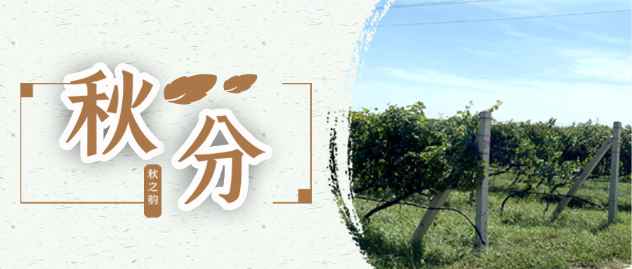 秋分 ▎秋分載萬物，葡園話豐收